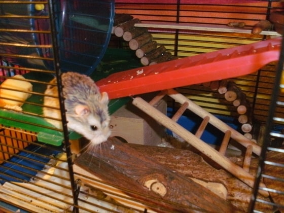 image-1