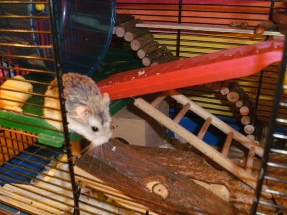 image-1