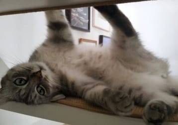 Django