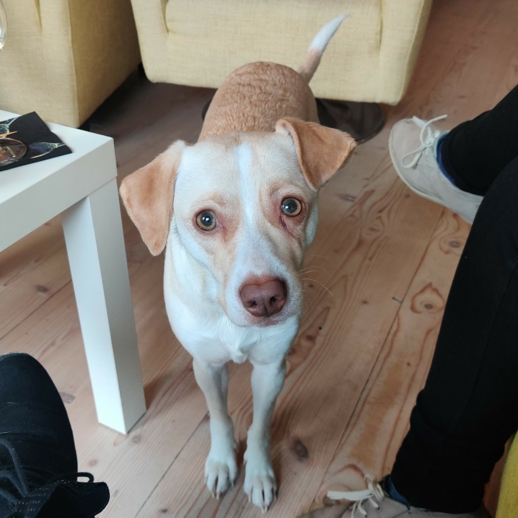 Nika 