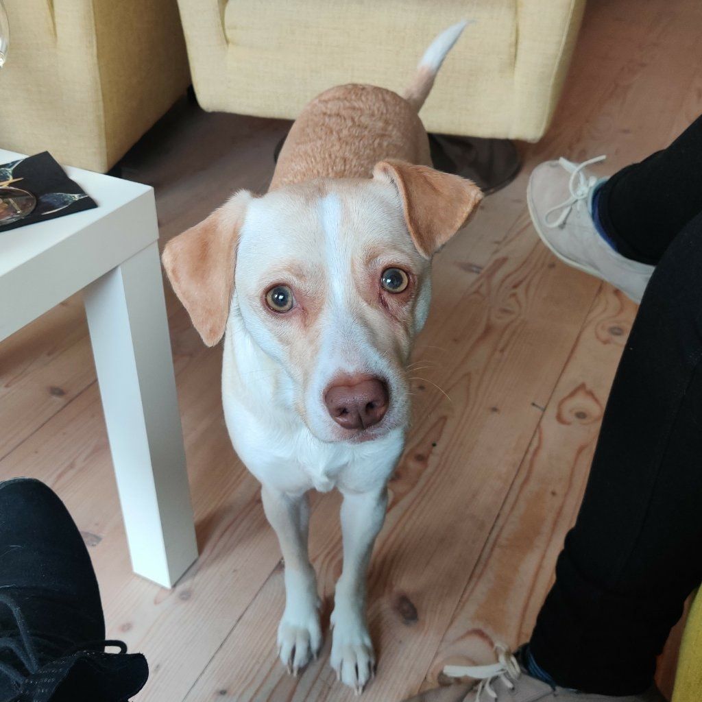 Nika