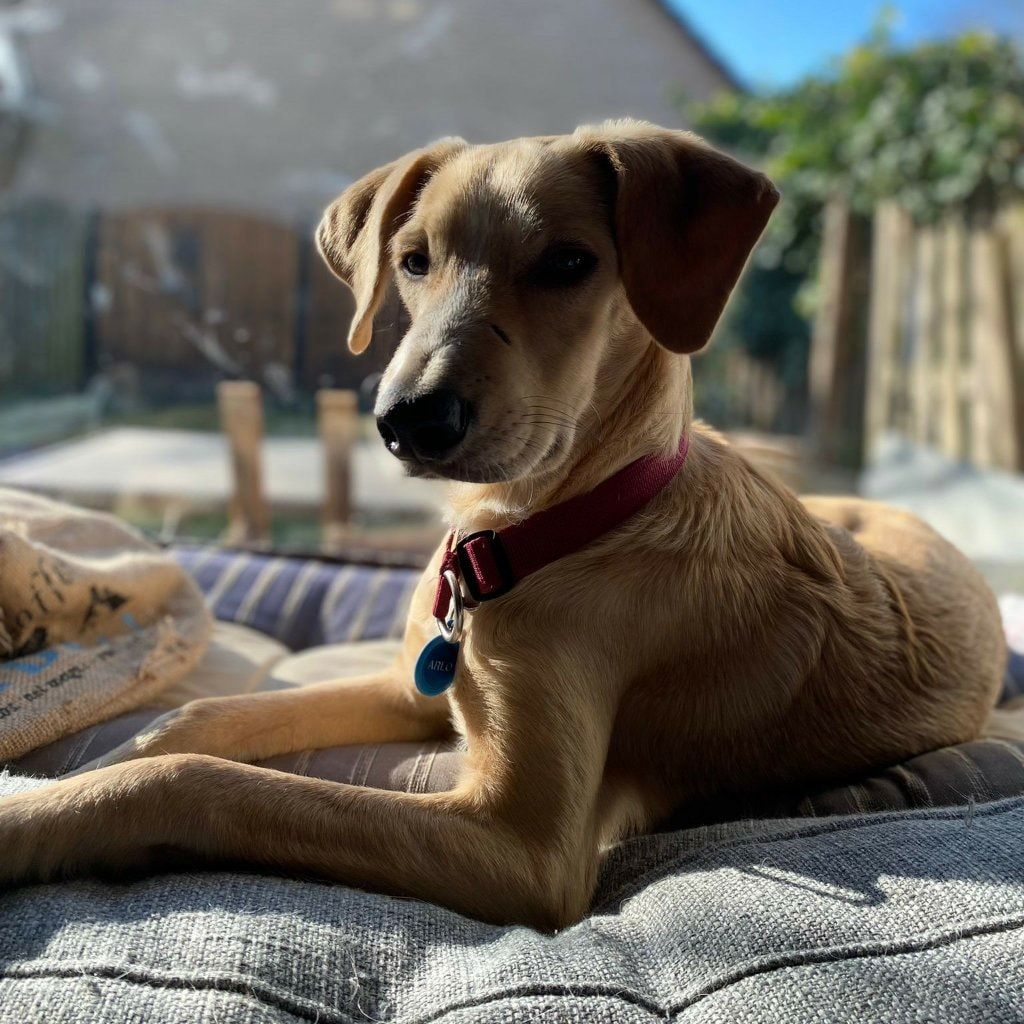 Arlo