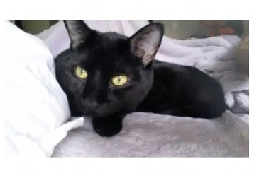 Bagheera