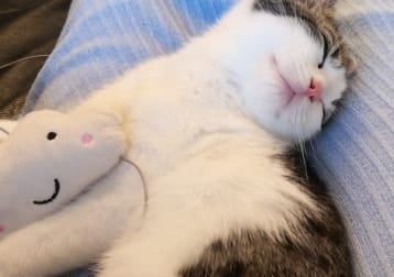 Clawde