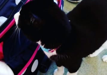 Kitkat