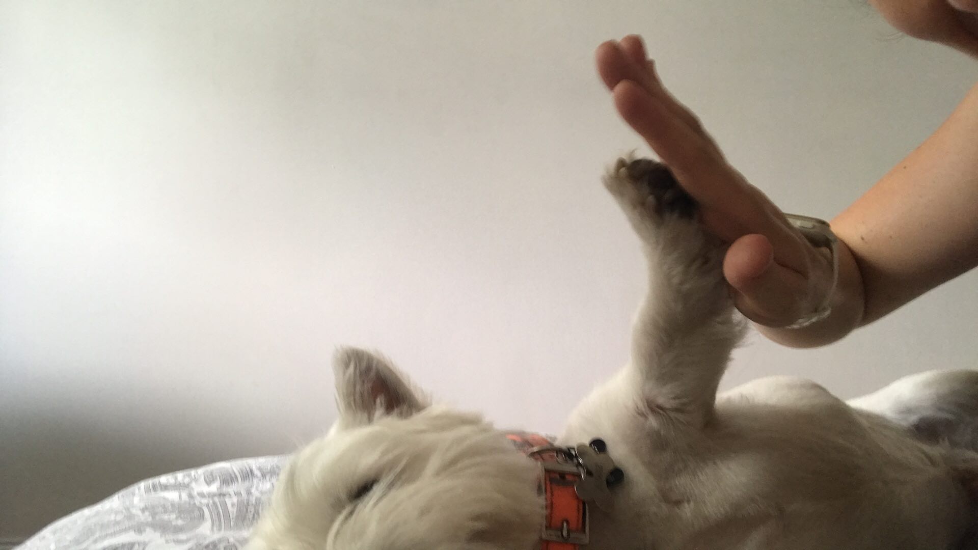 image-7