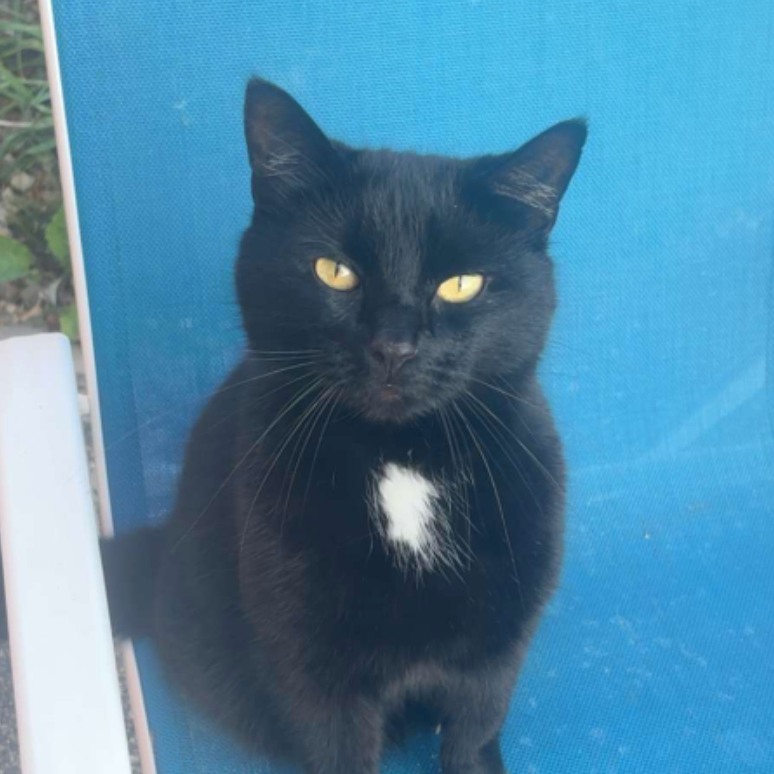 Oreo 