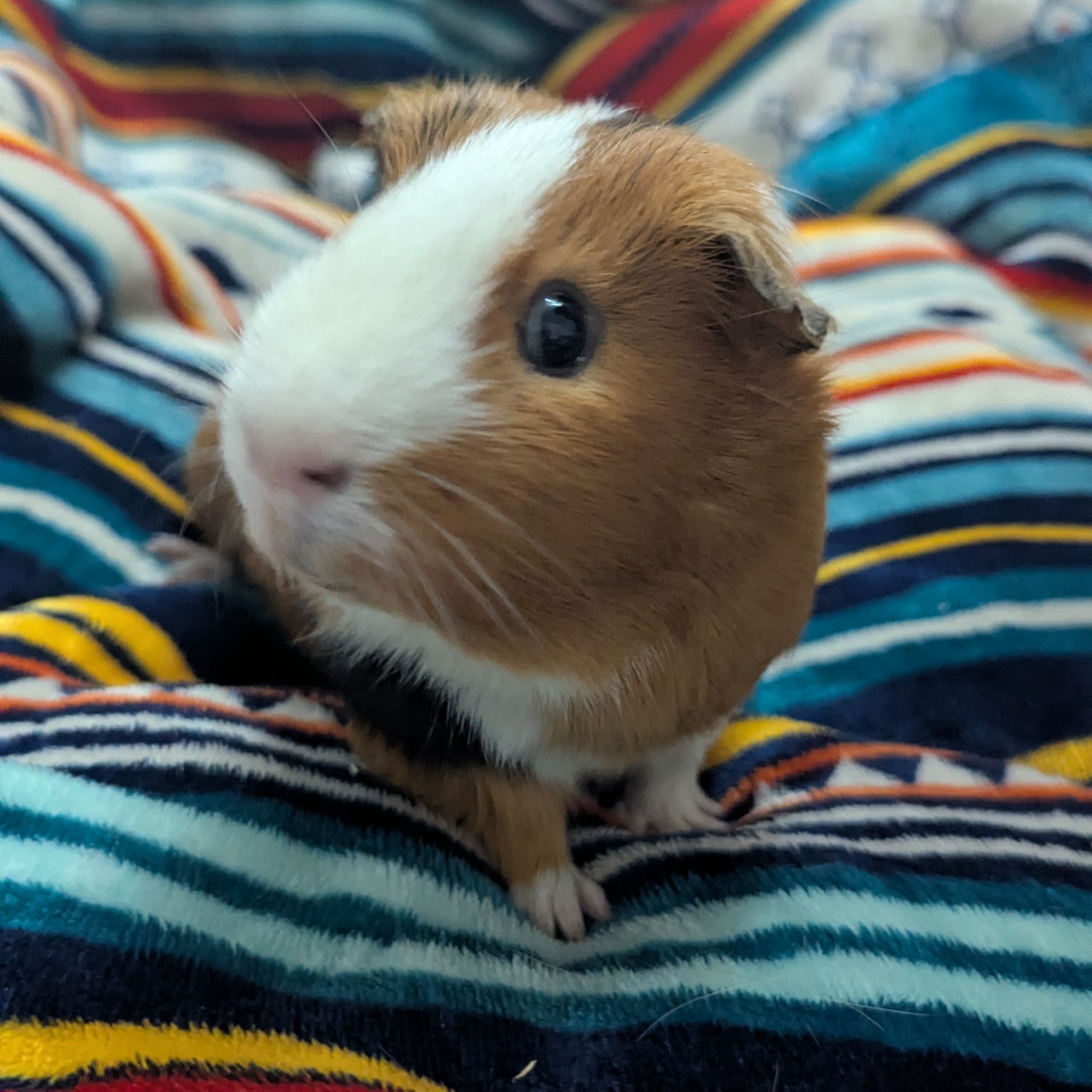 Bobby