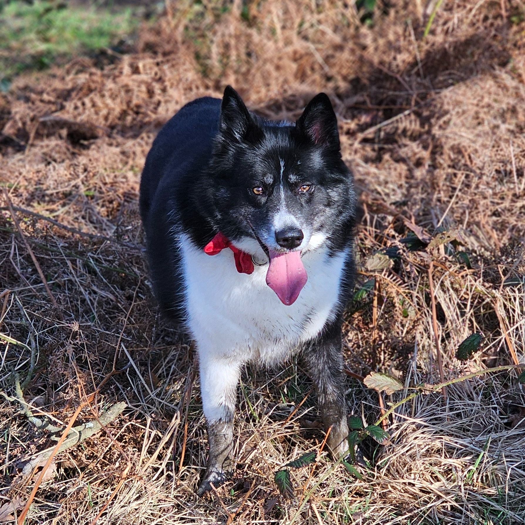 Kira