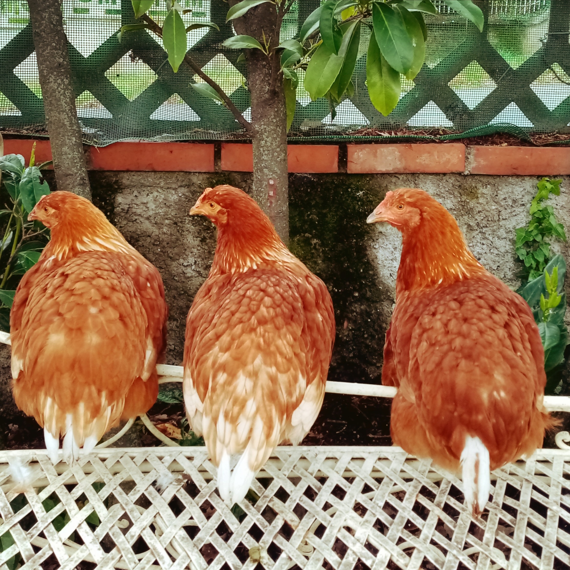 Luisa, Sofia, Gina