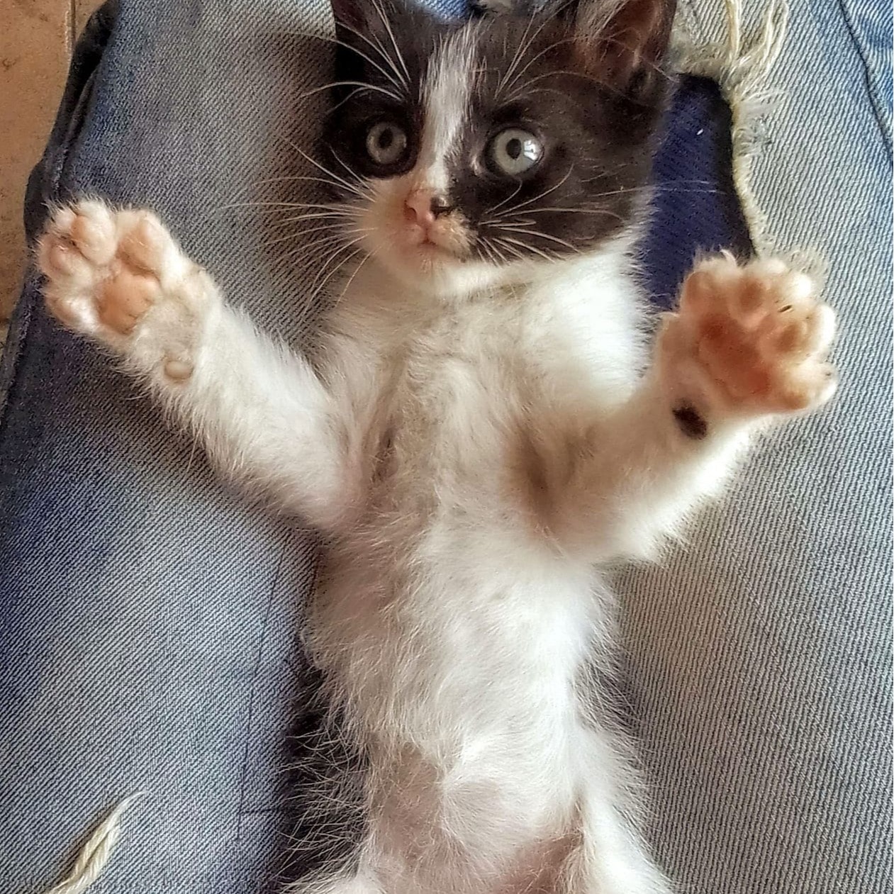 Zoe