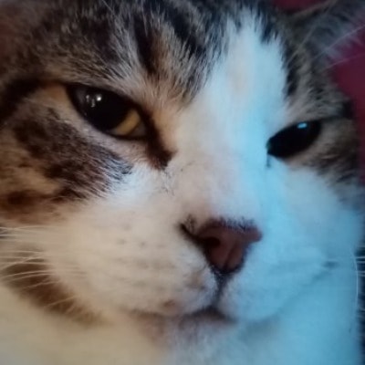 Mao