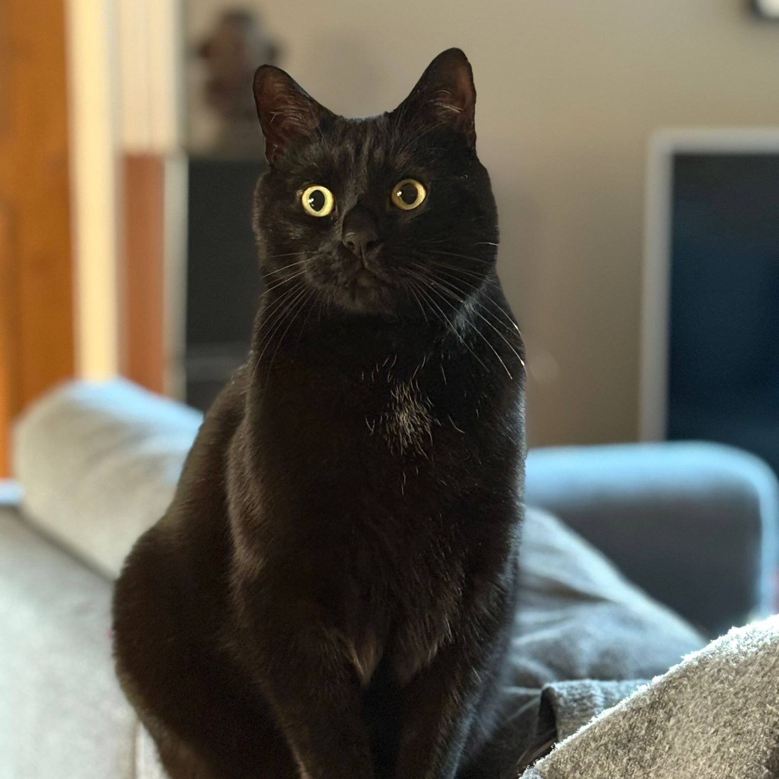 Gino