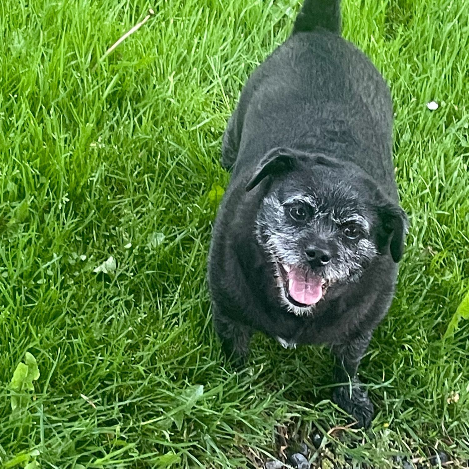 Sparky