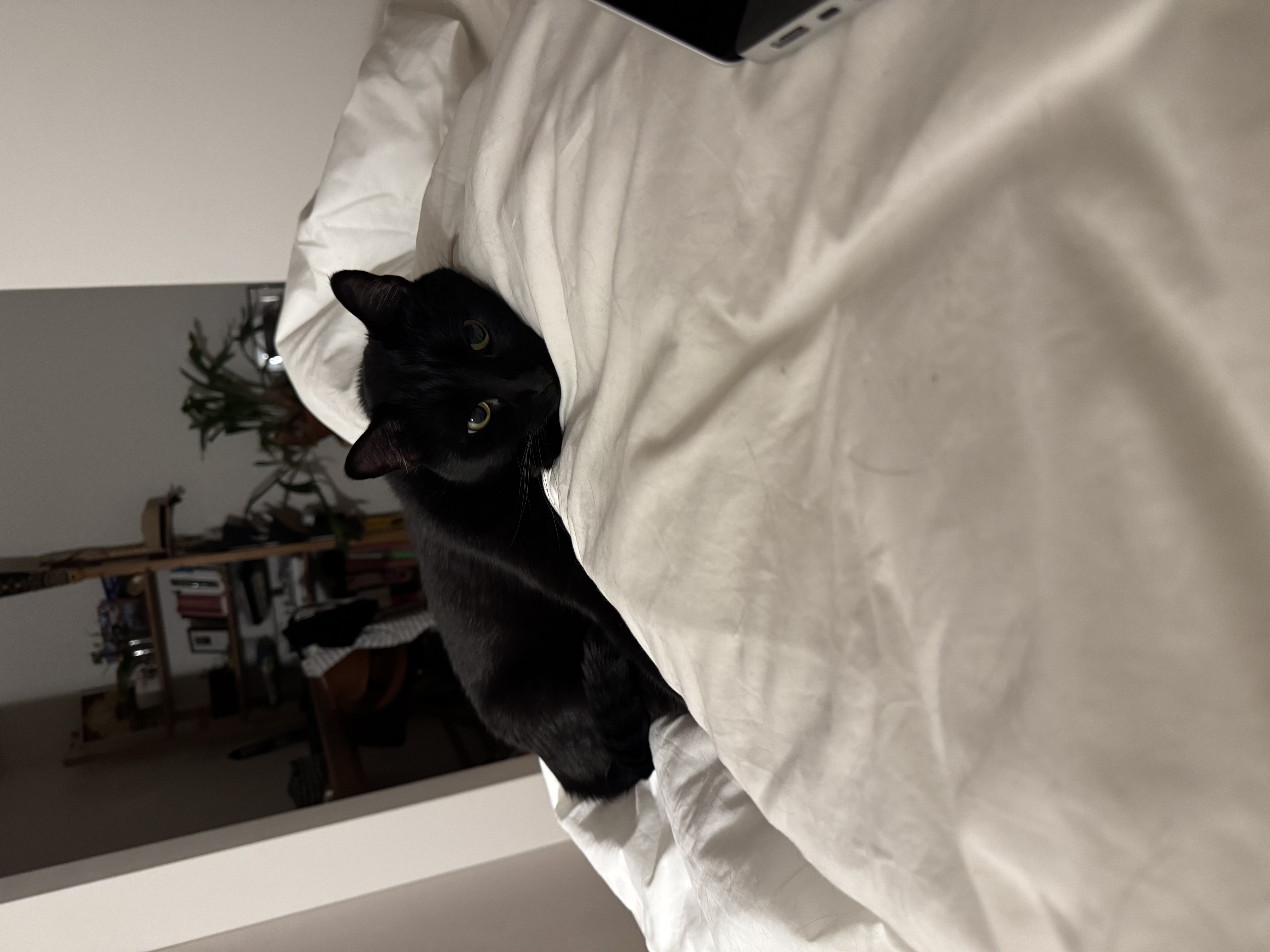 image-4