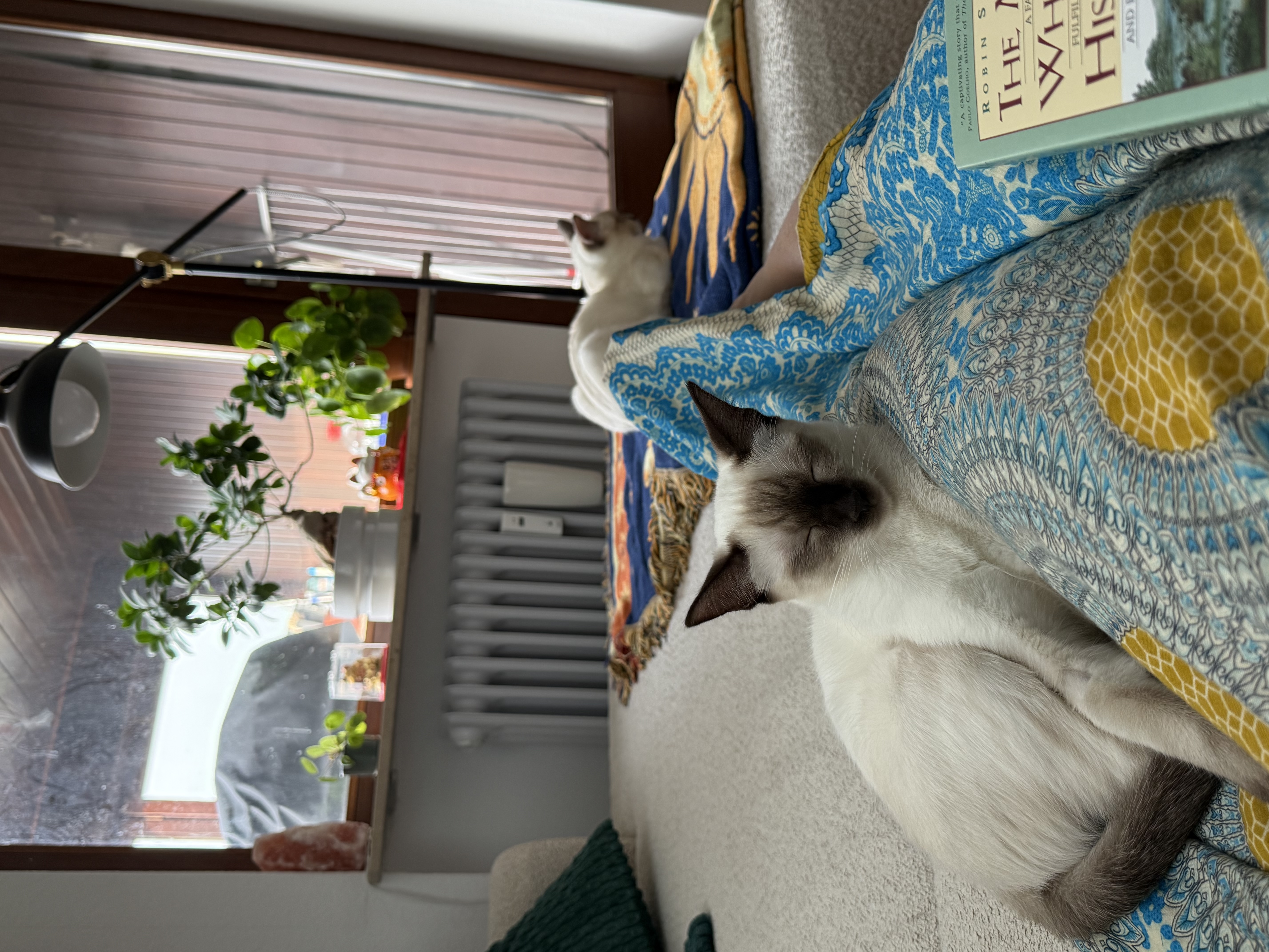 image-7