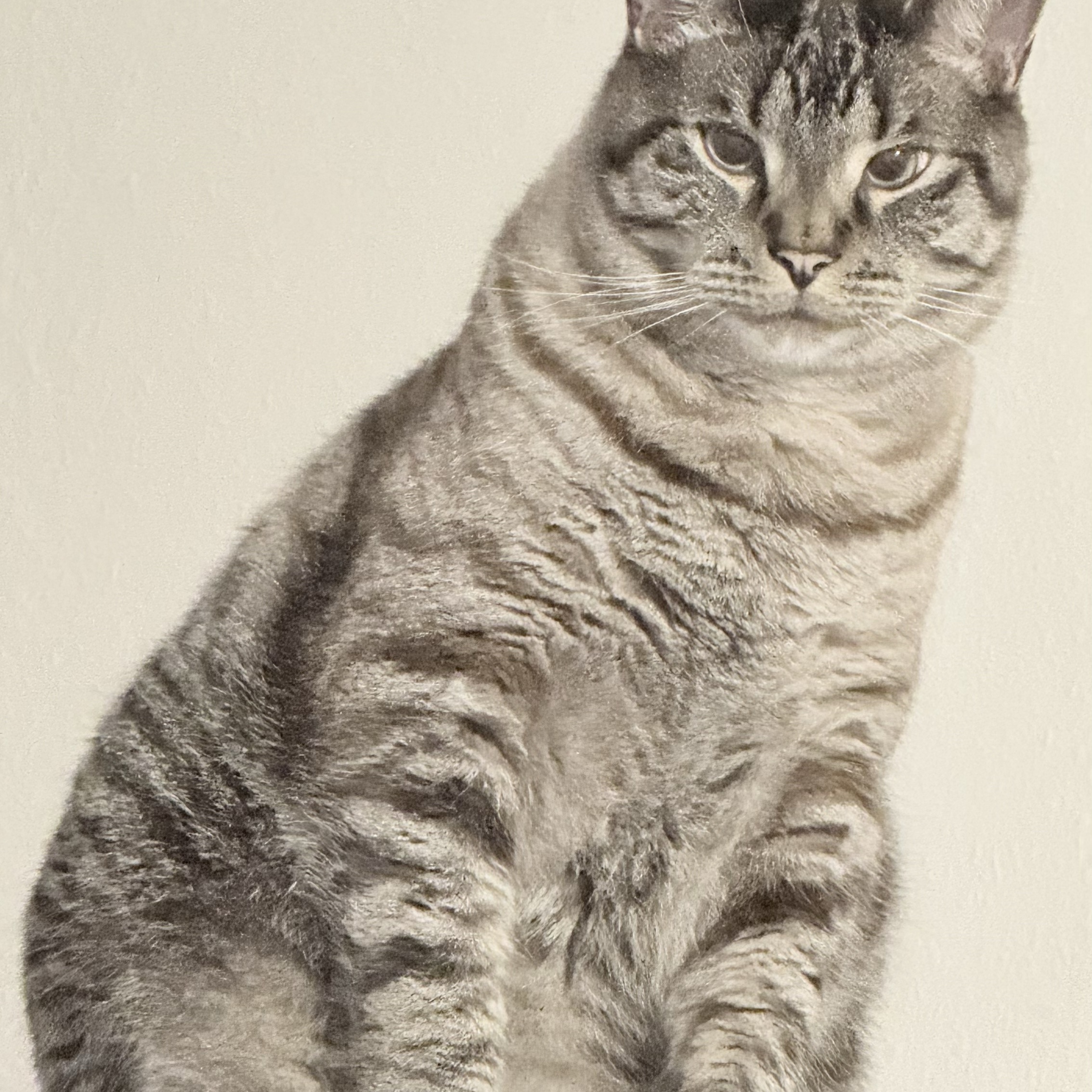 Toto 