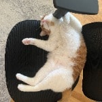 Leo 
