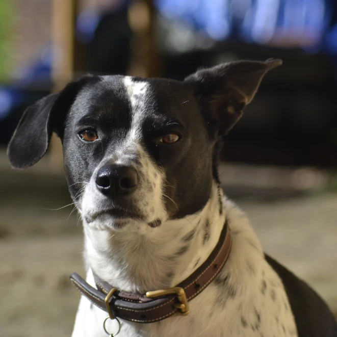 oreo