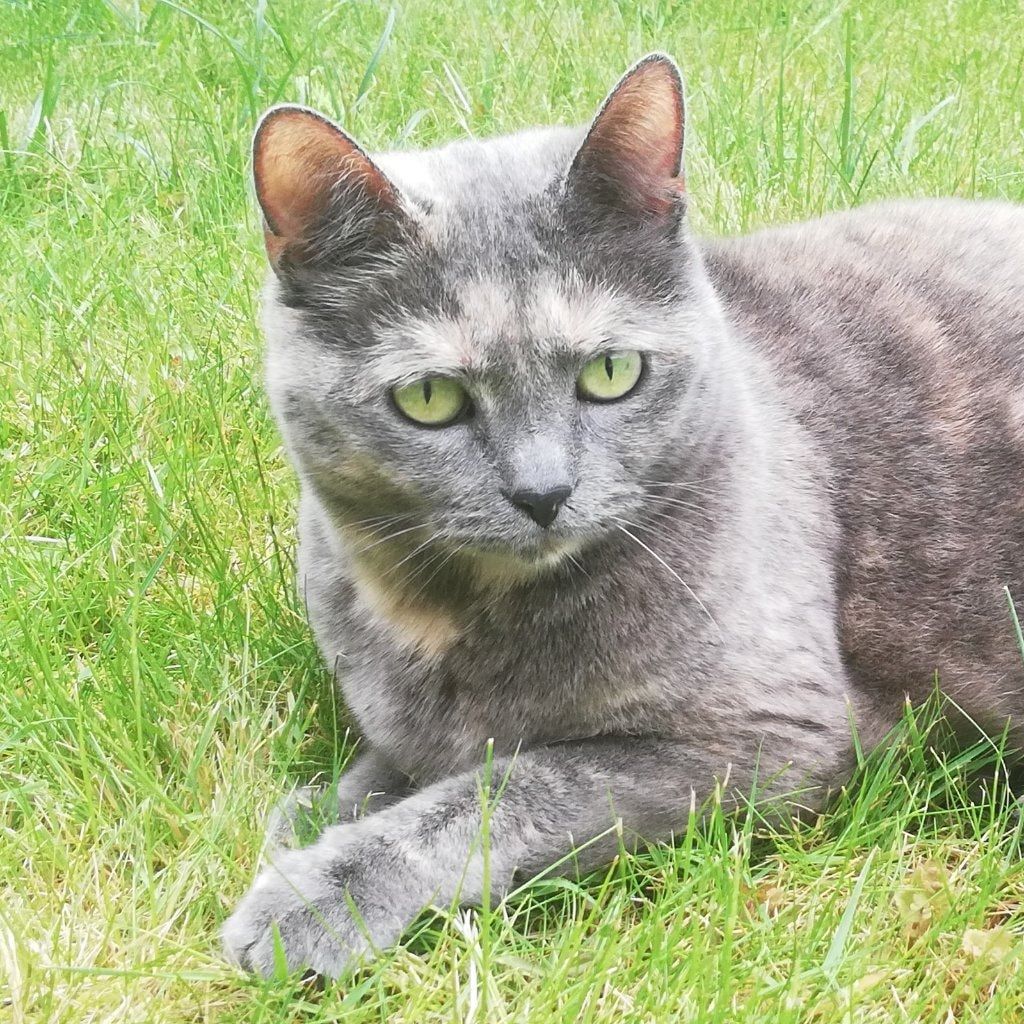 Nona