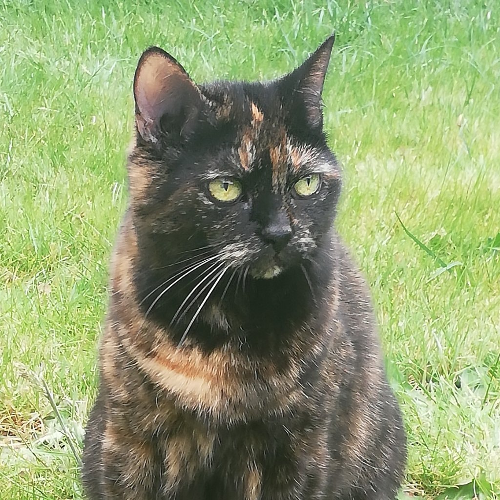 Zazou