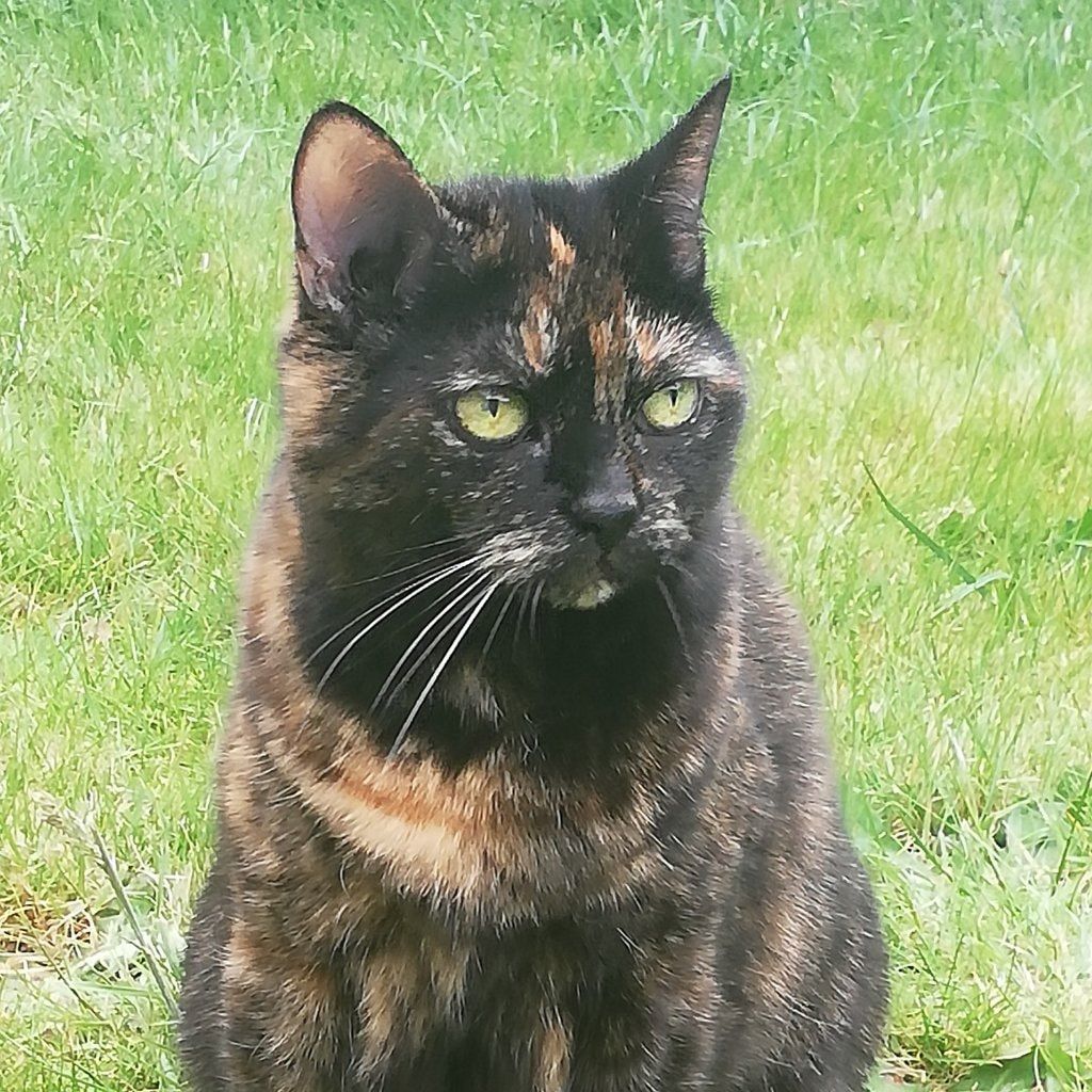 Zazou