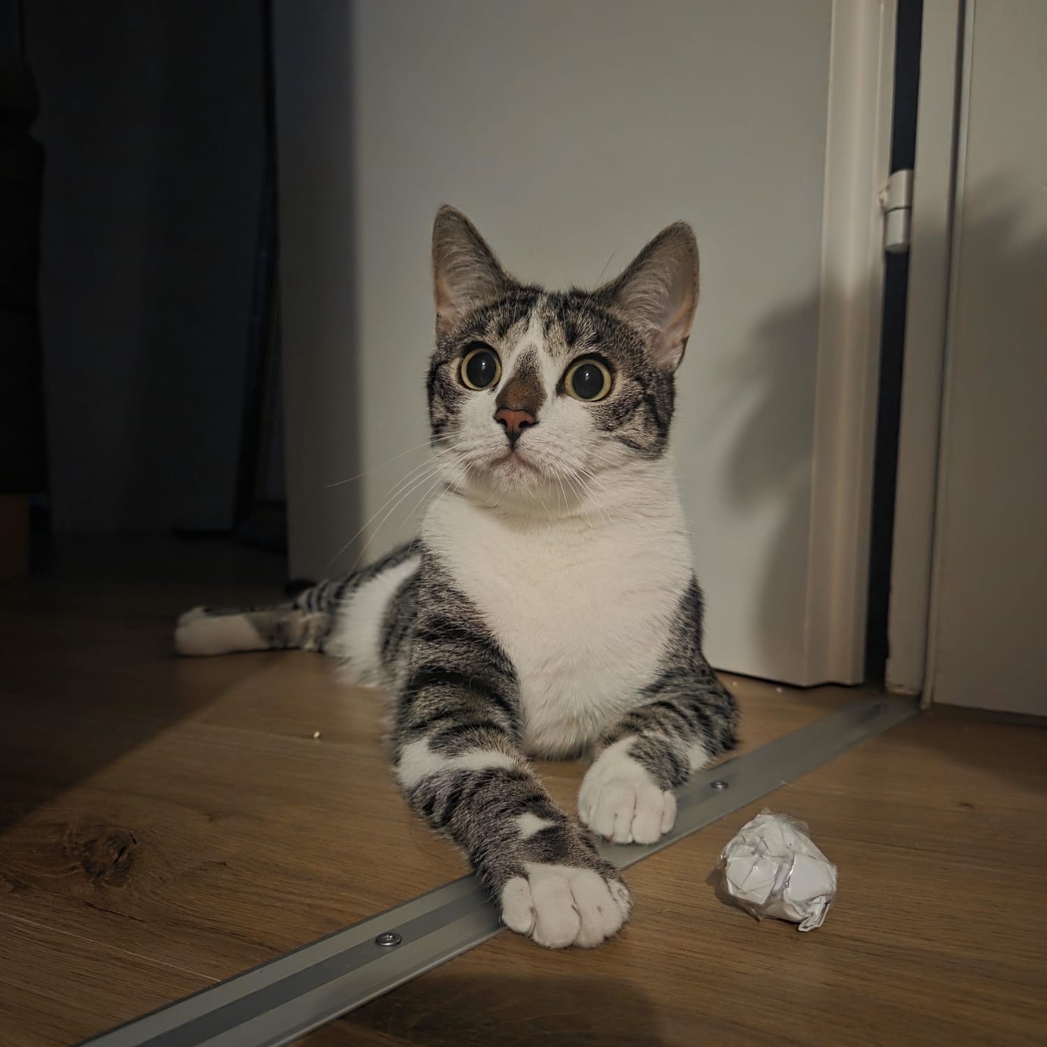 Maus
