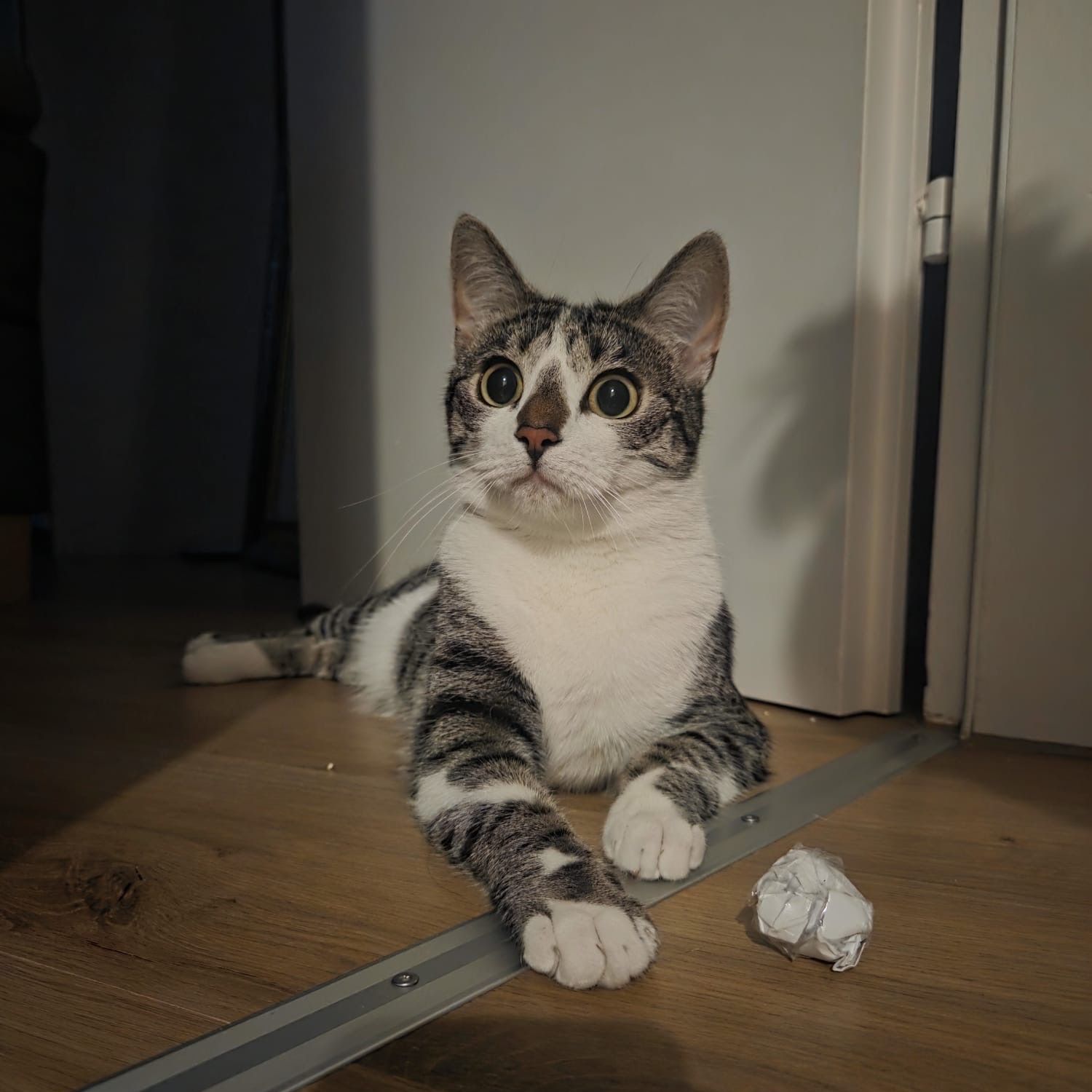 Maus