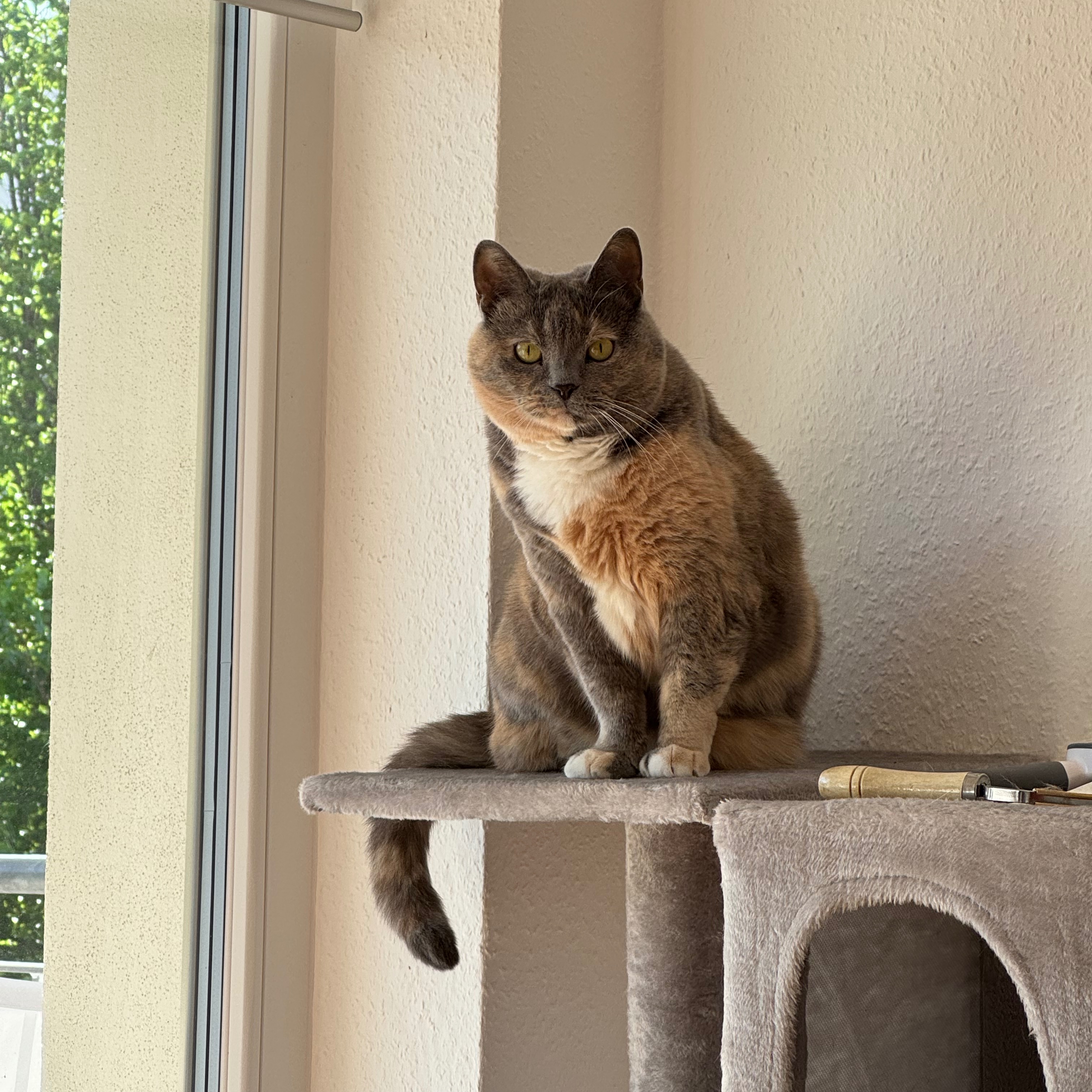 Matilda 