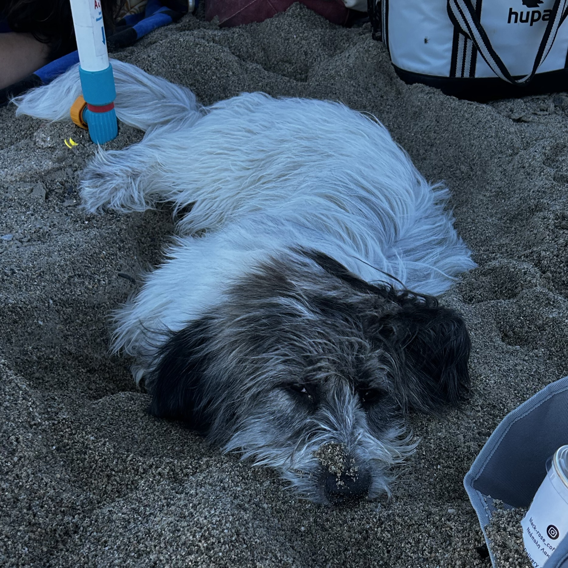 Ringo