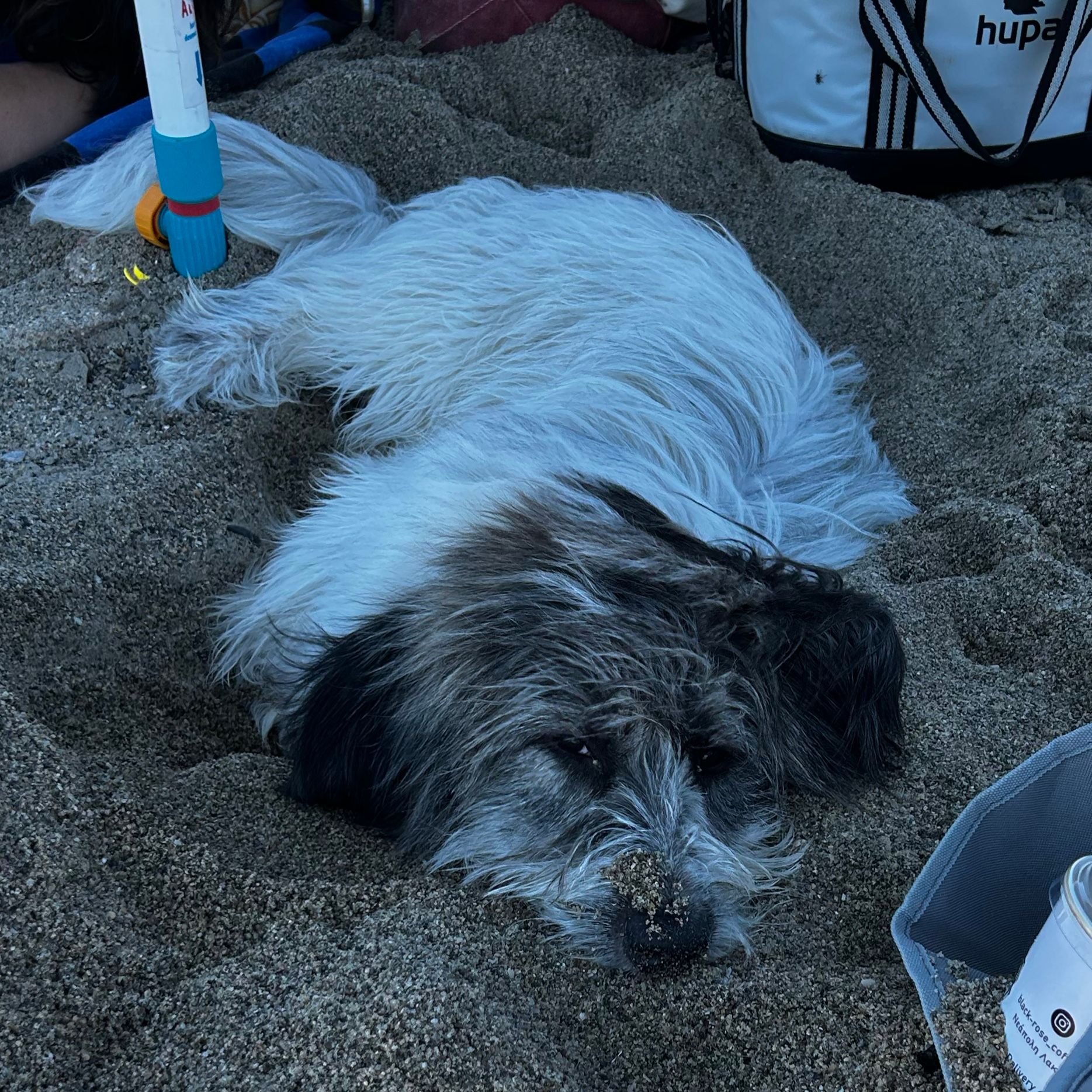 Ringo