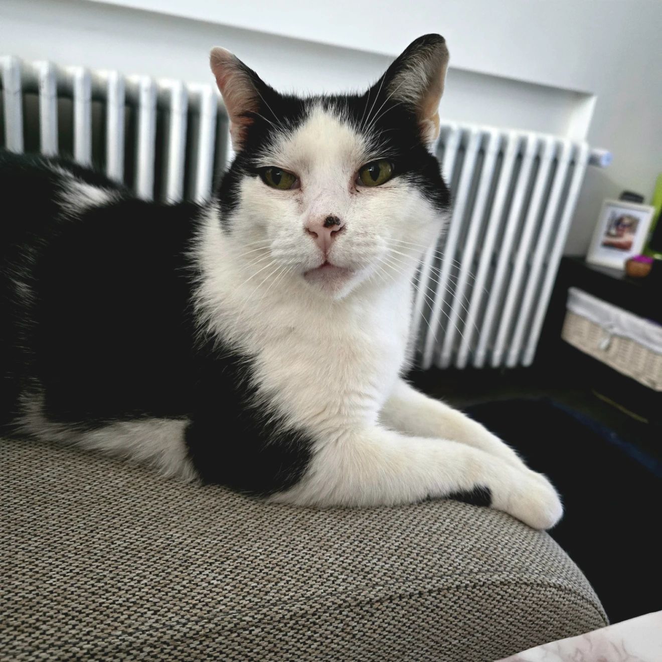 Oreo