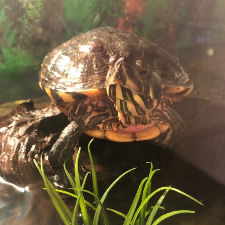 Franklin