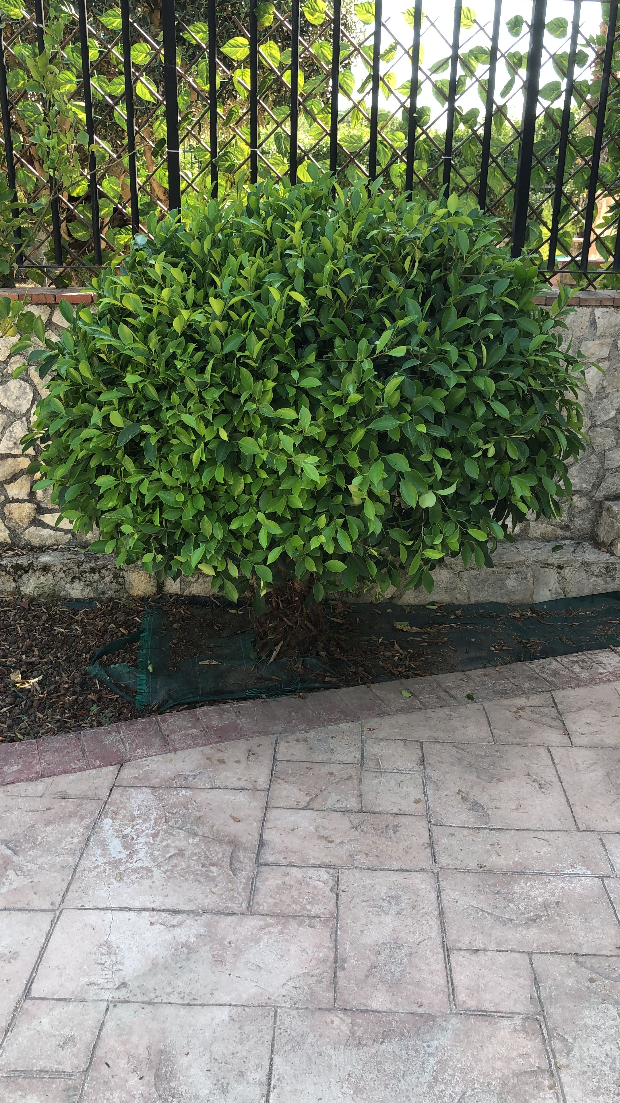 image-16