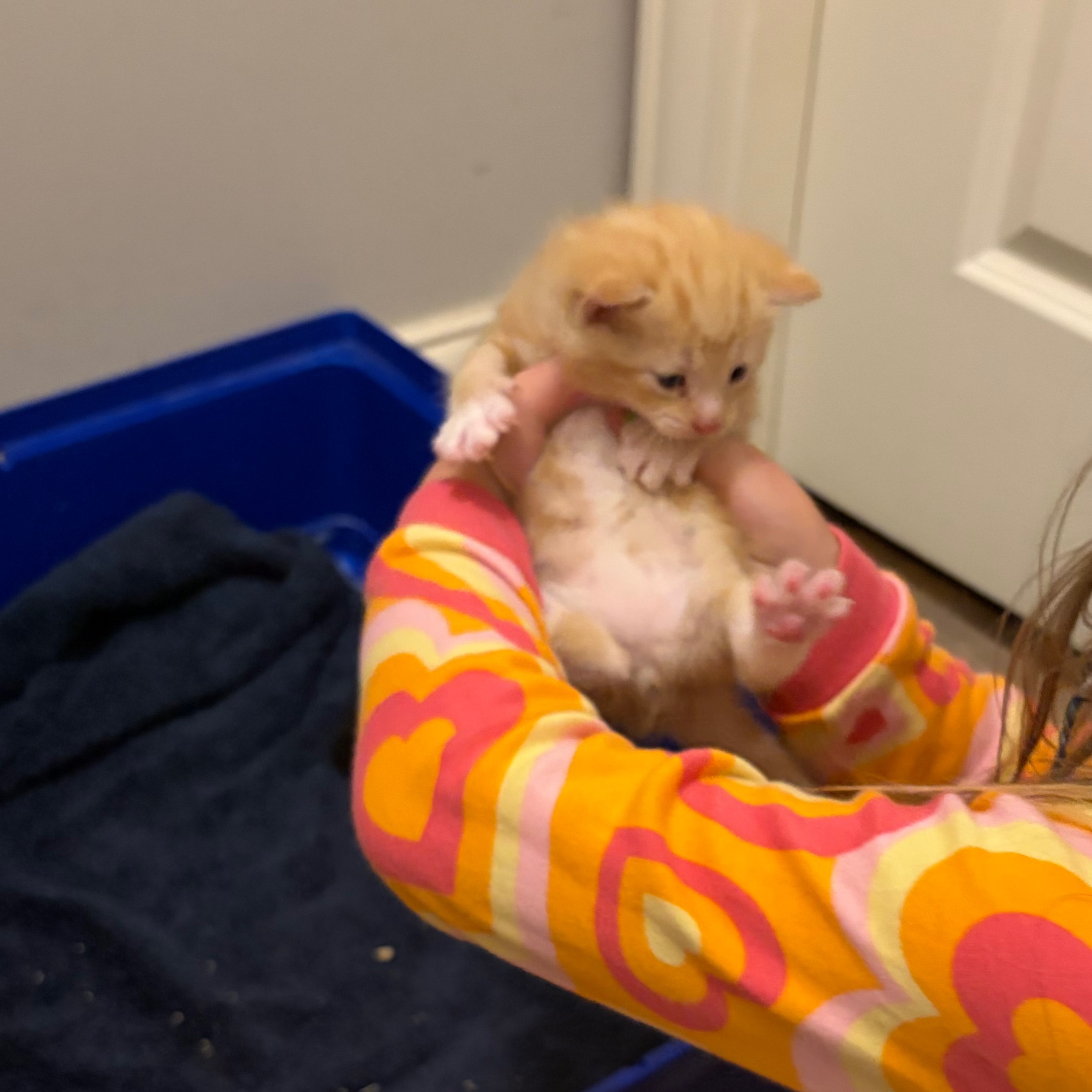 Simba 