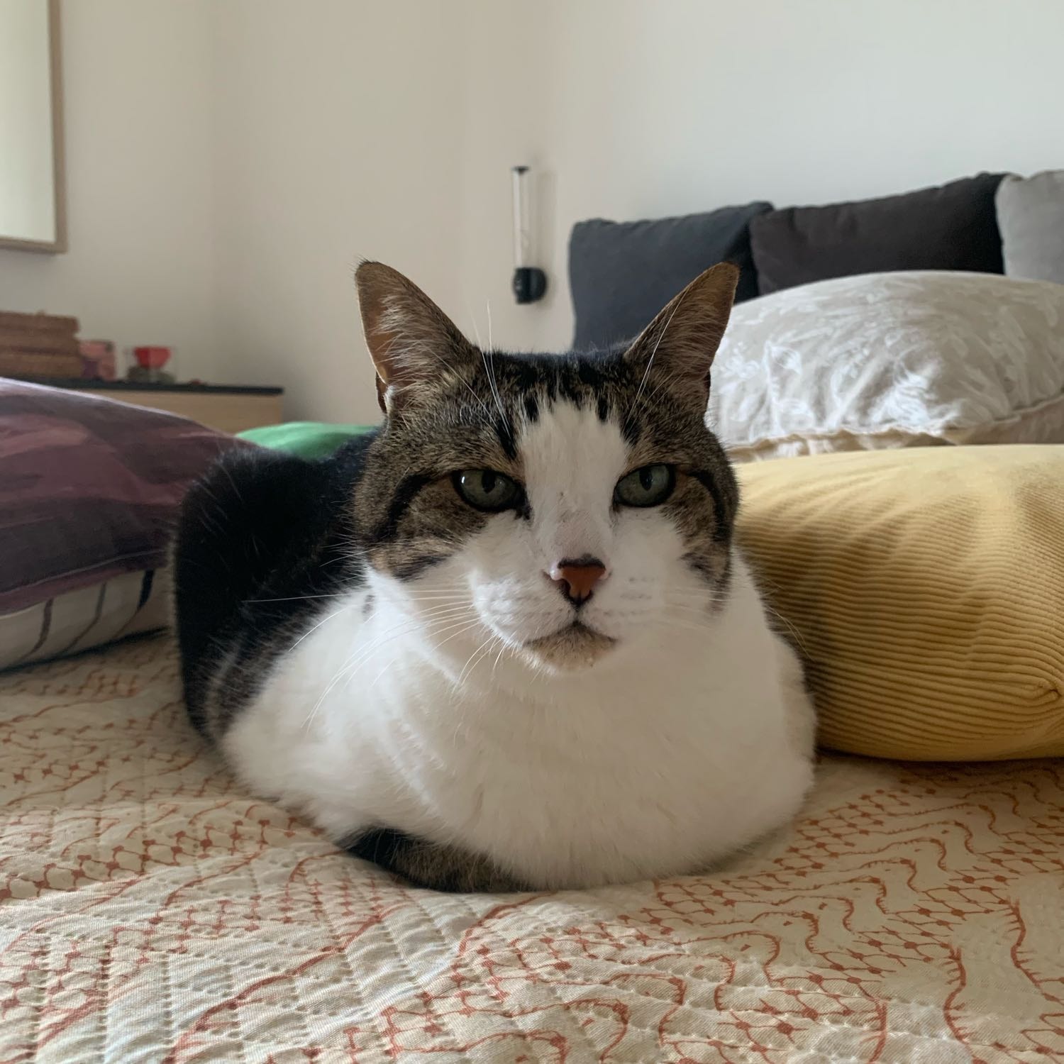 Ho 8 gatti: Zeus in foto,Dante,Enea,Naevia,Freya,Sally,Kira e bianchetto