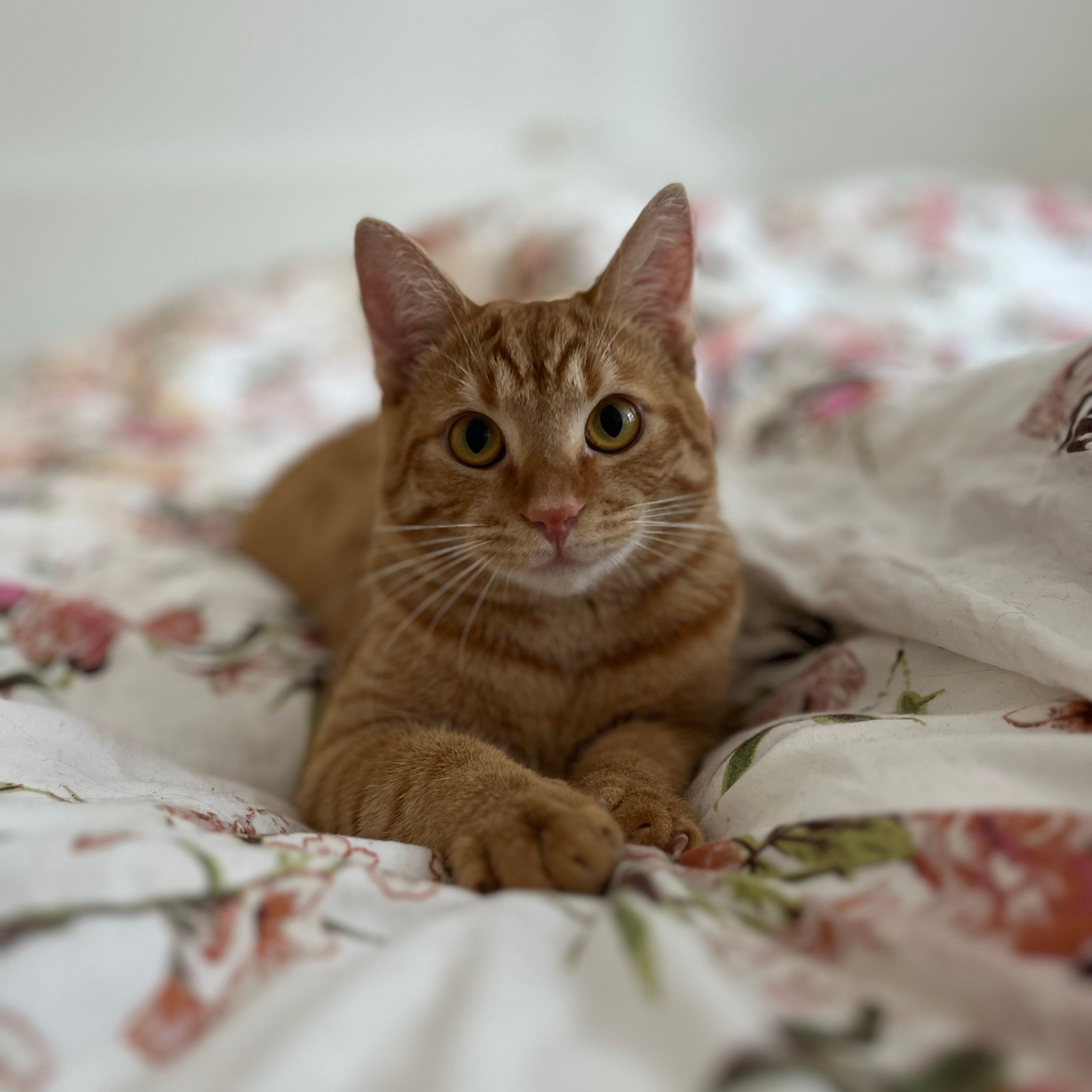 Nala