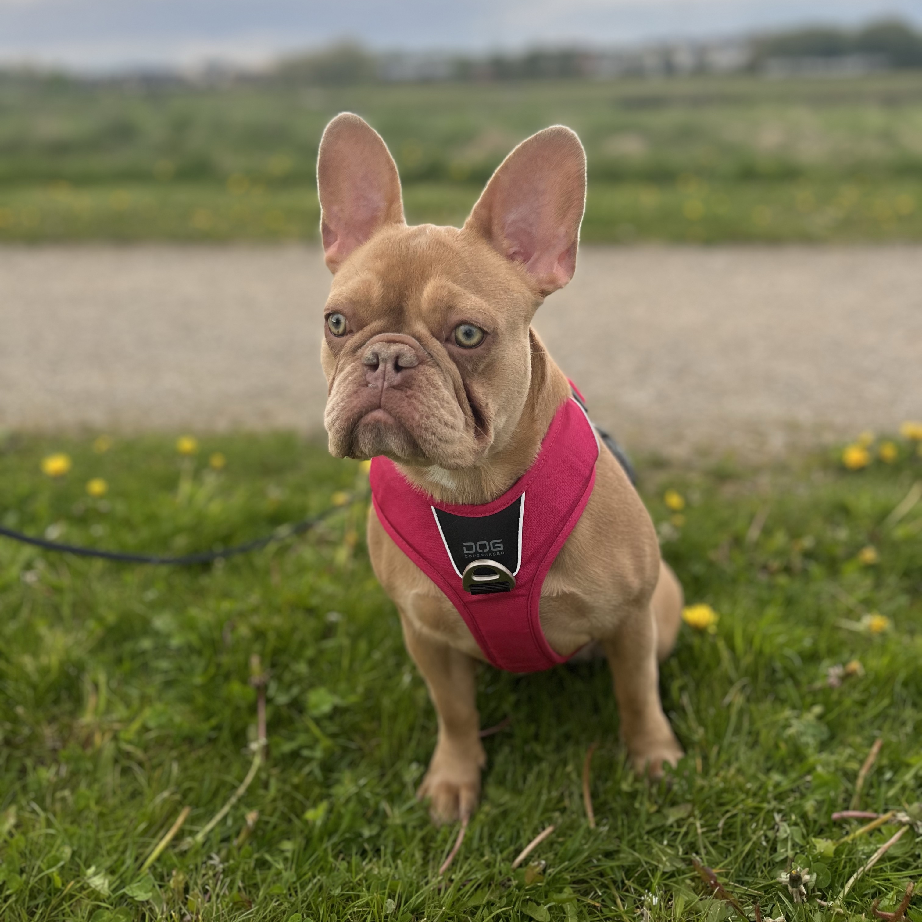 Wilma