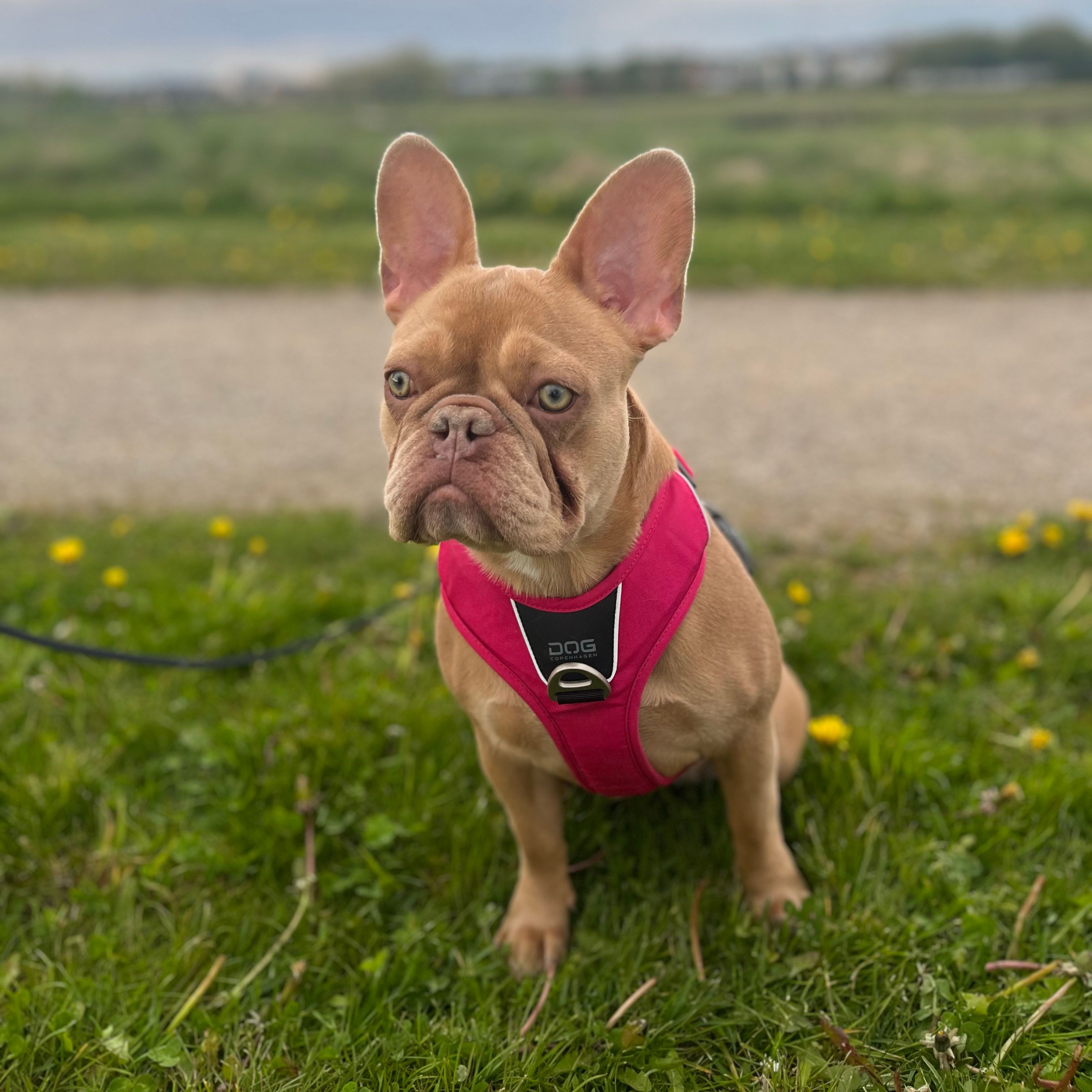 Wilma