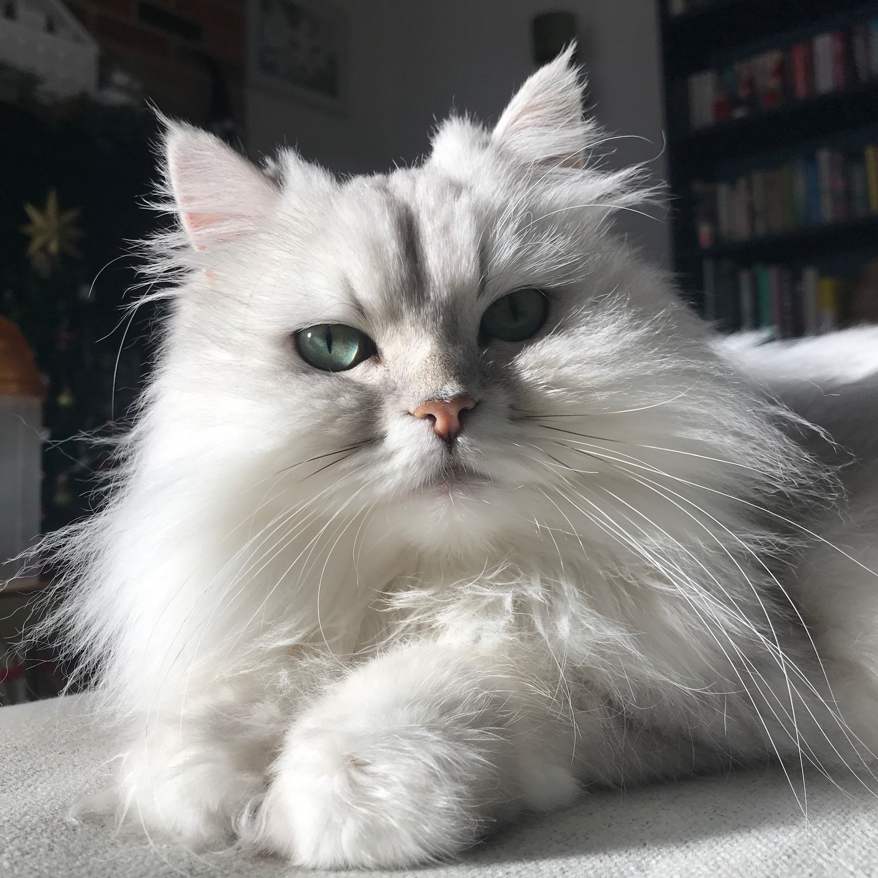 Elsa