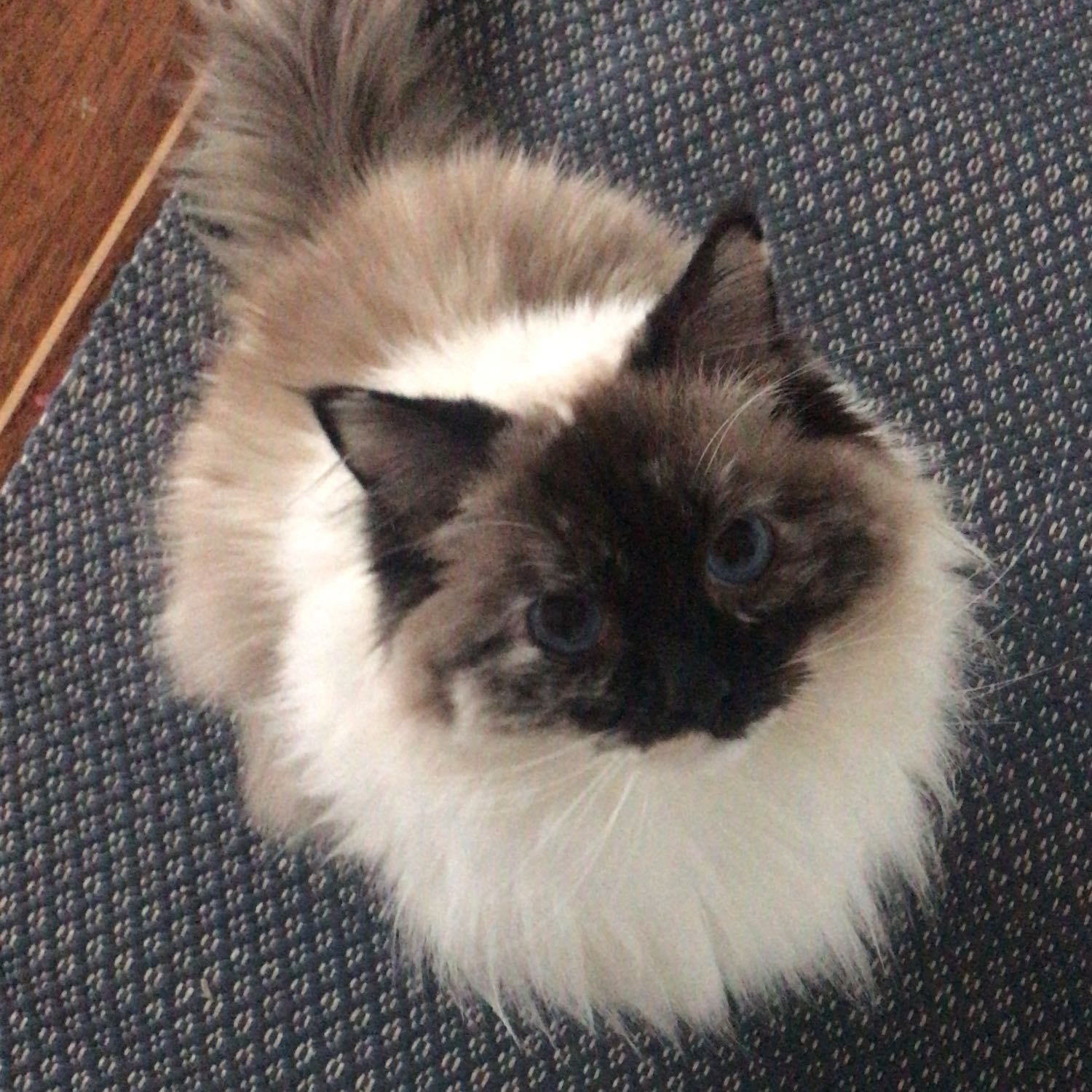 Chloe 