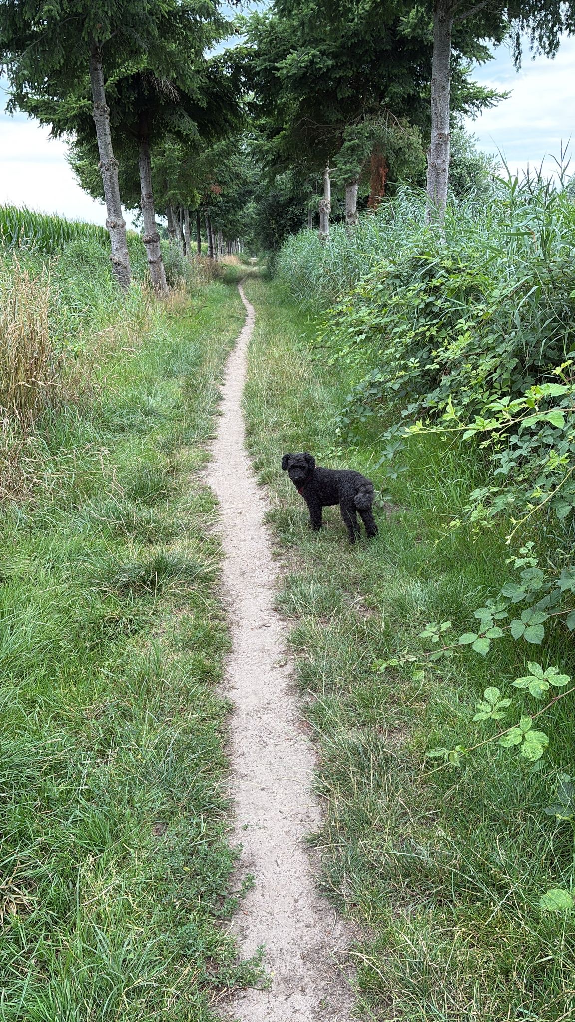 image-8