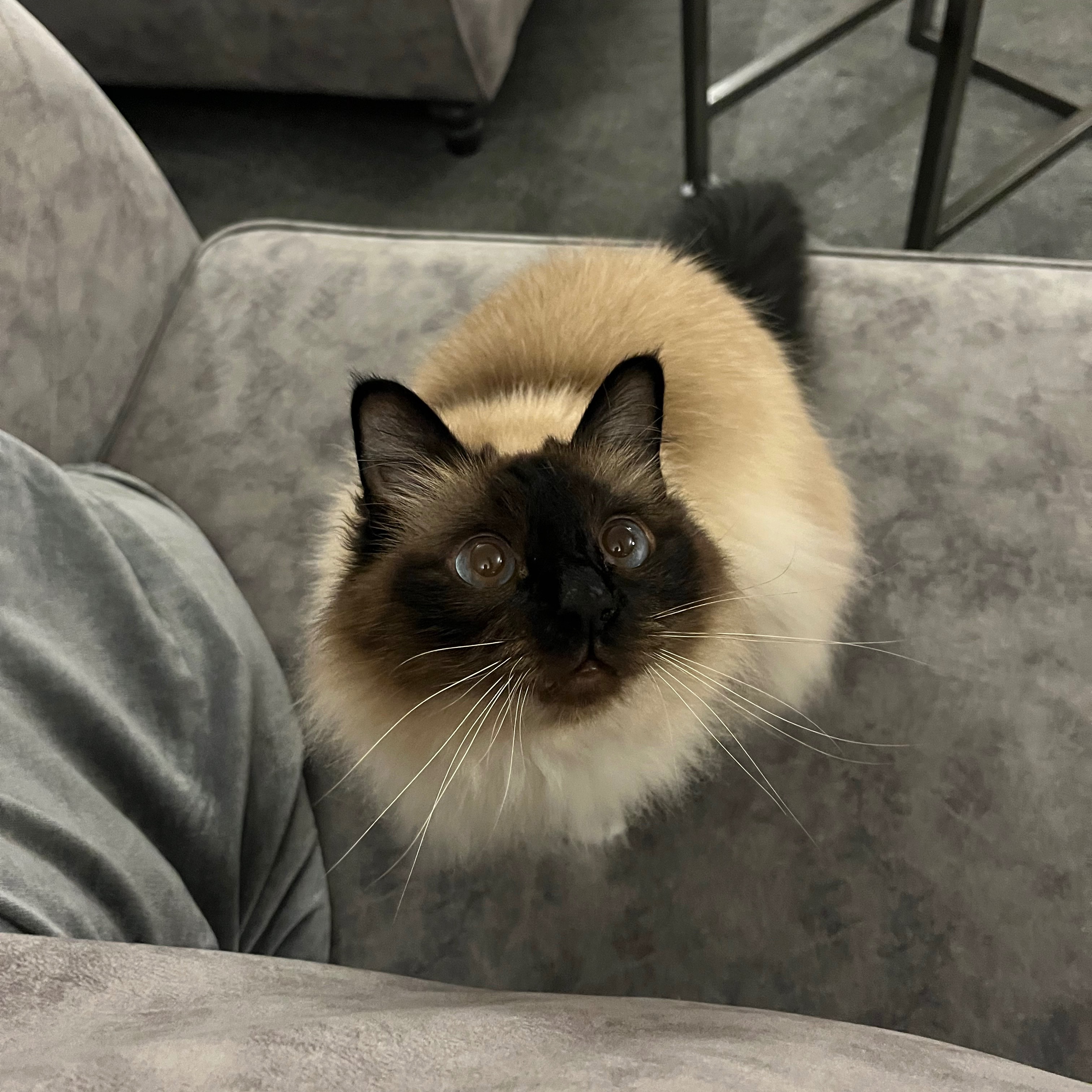 Marley