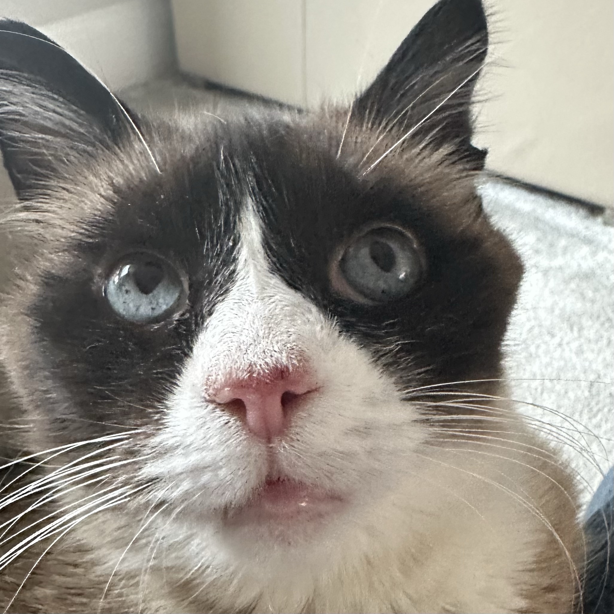 Oscar