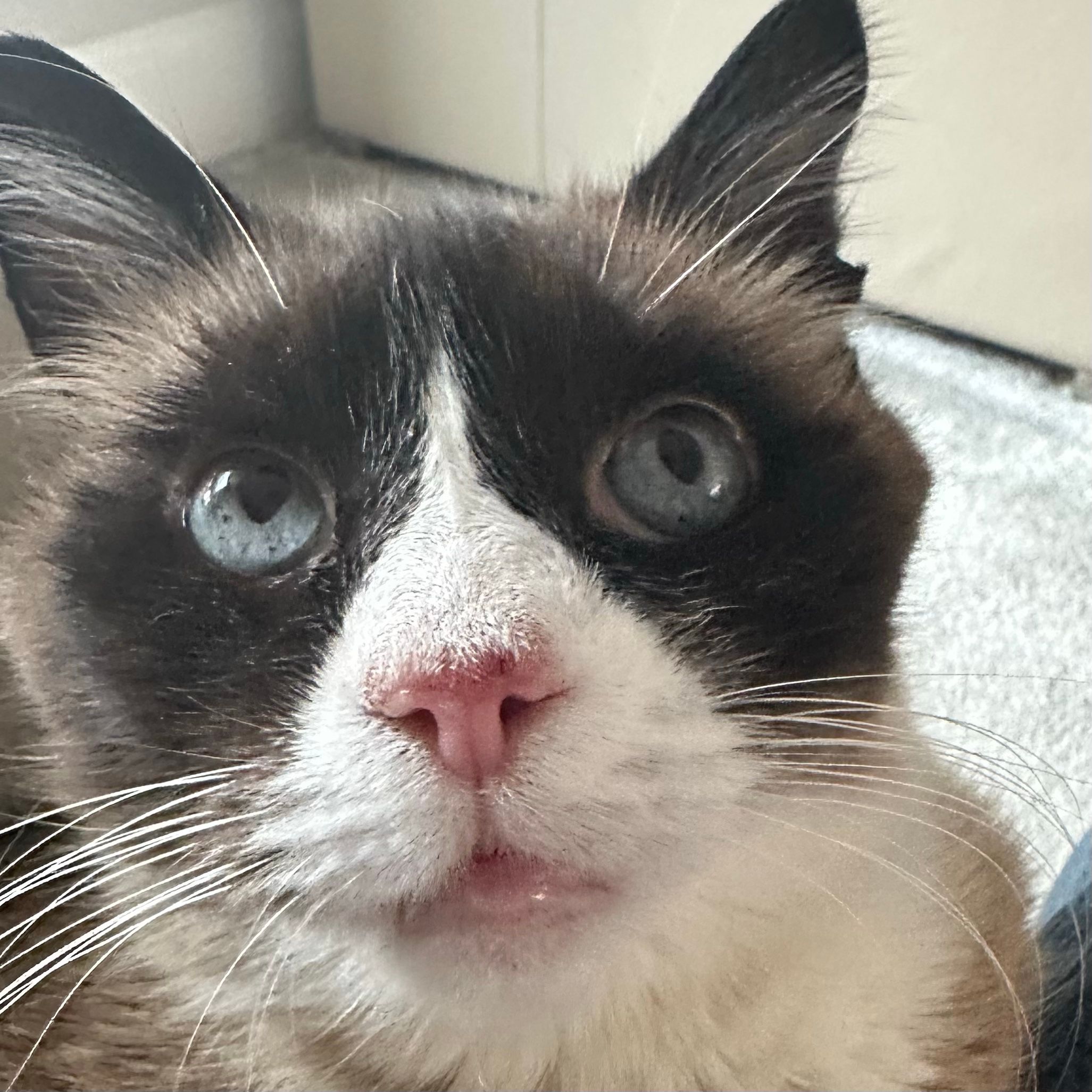 Oscar