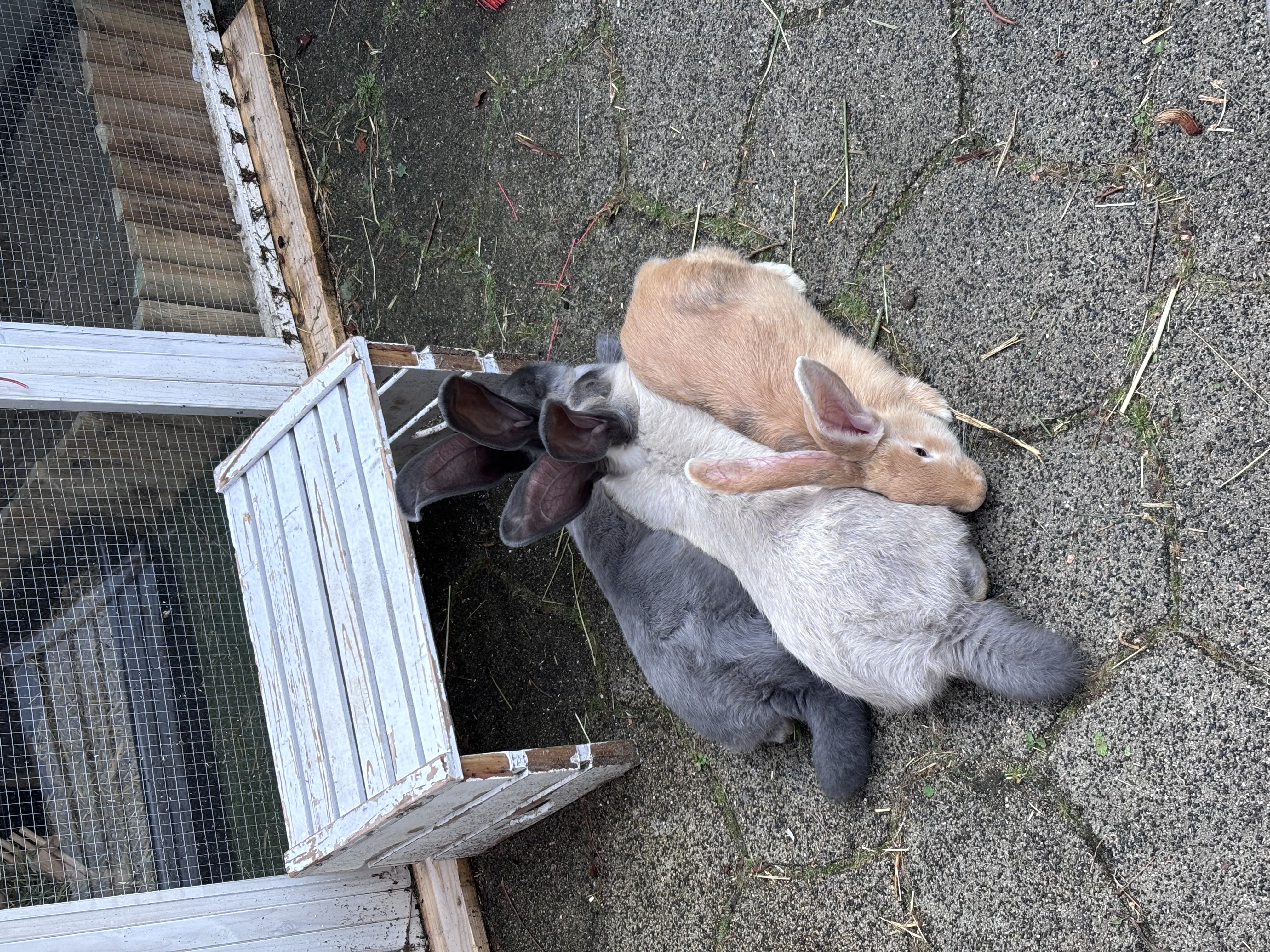 image-18