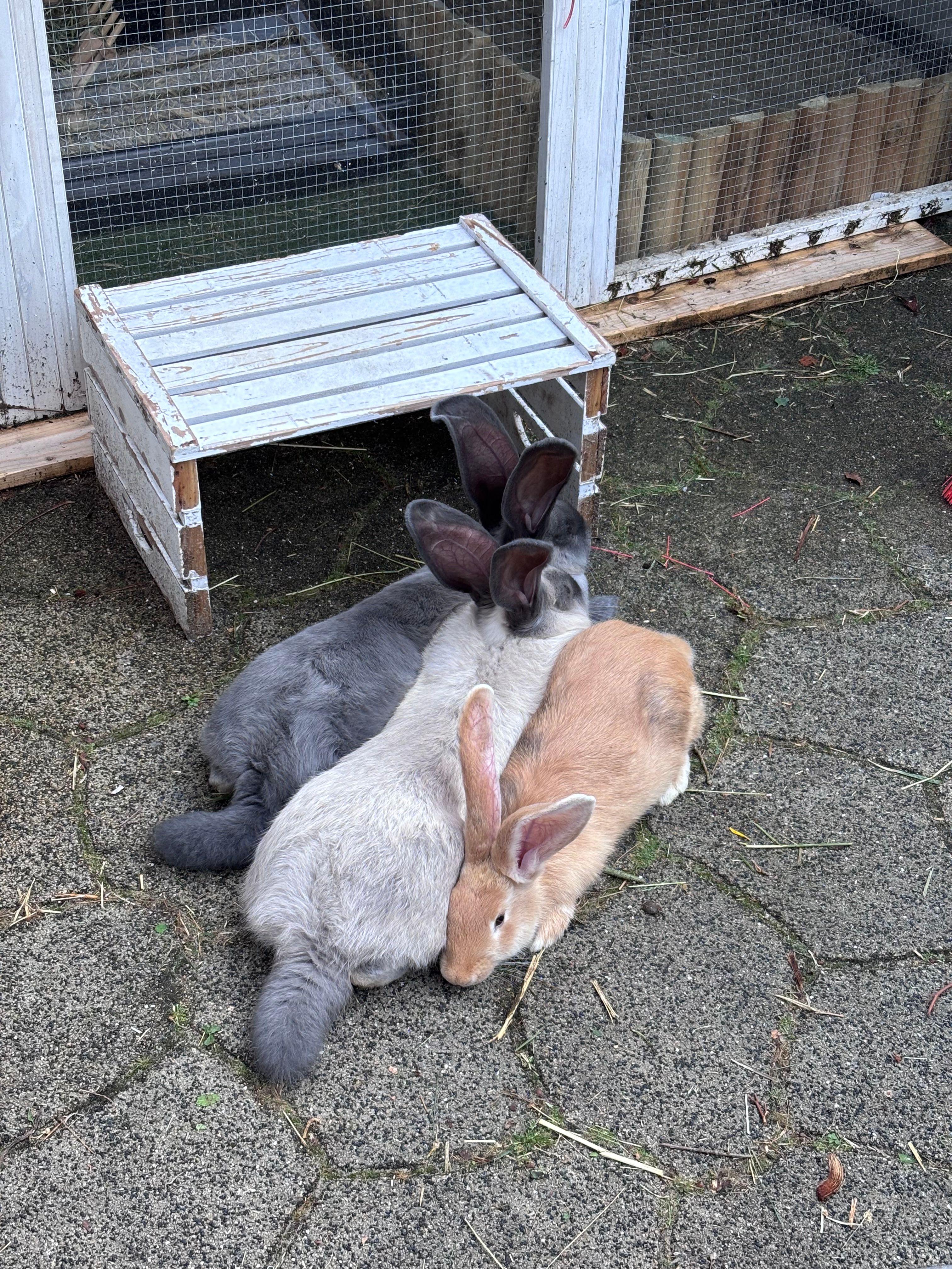 image-18