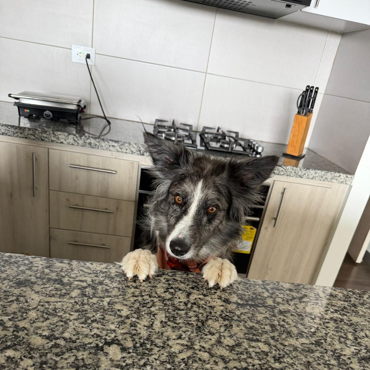 Maggie