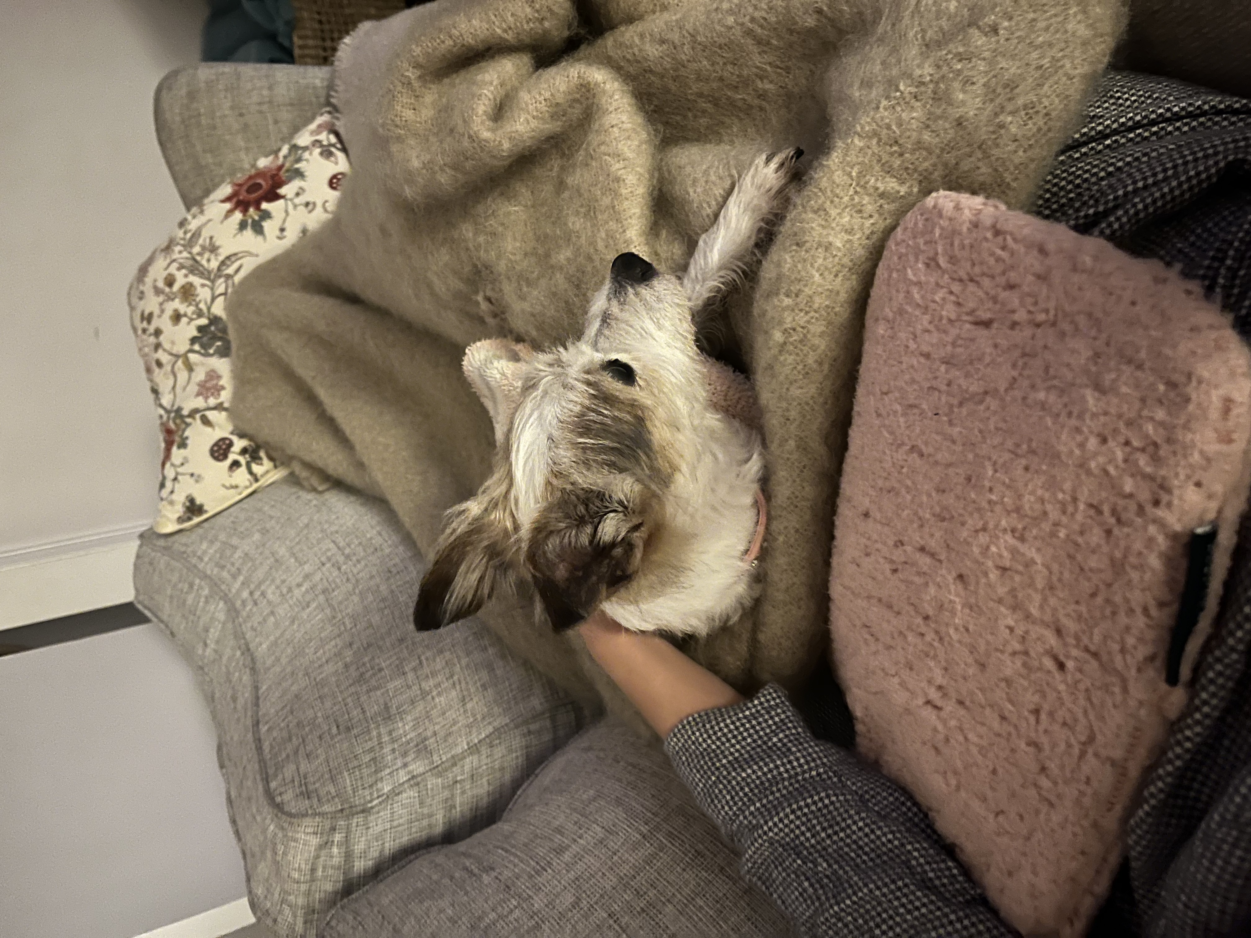 image-6