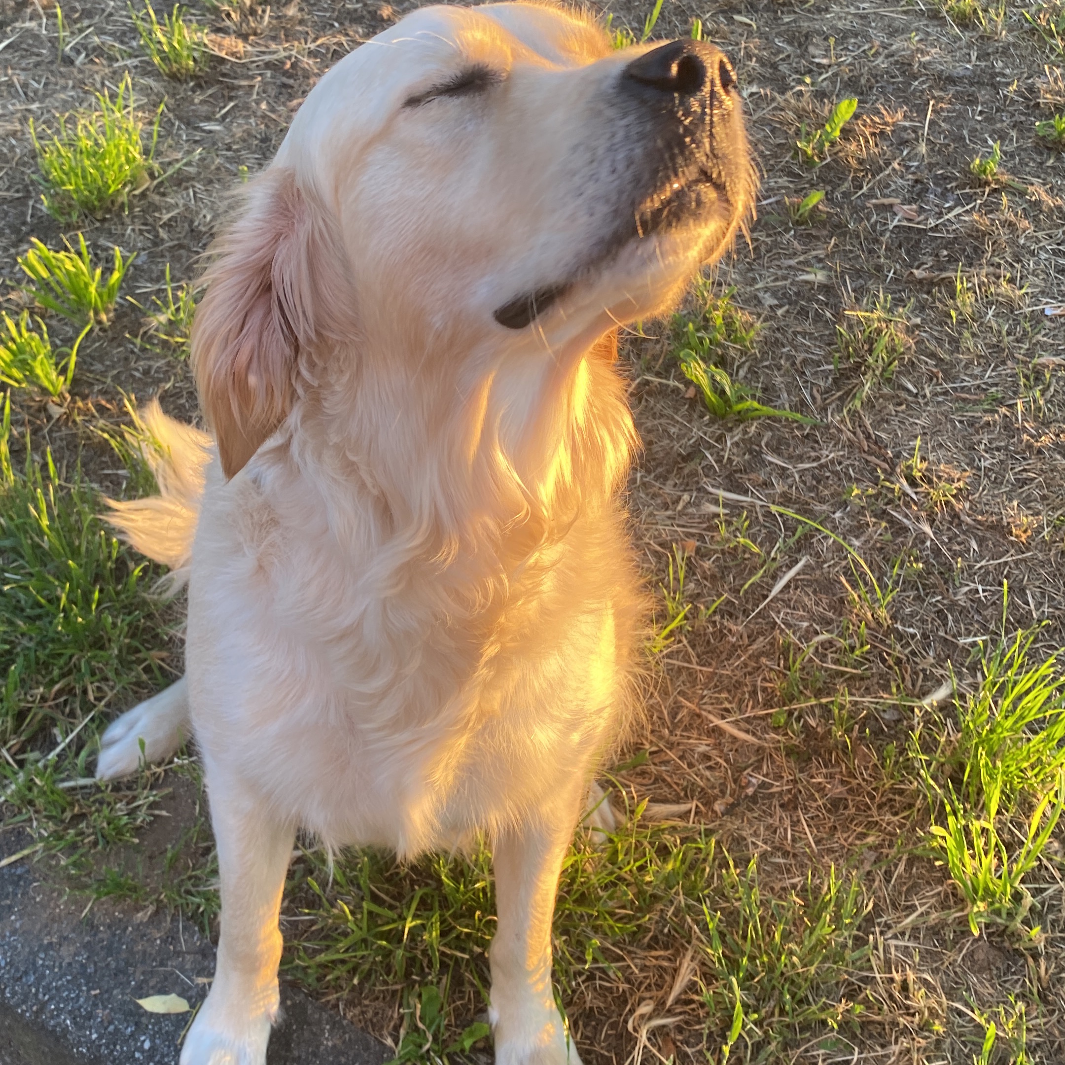 Stella